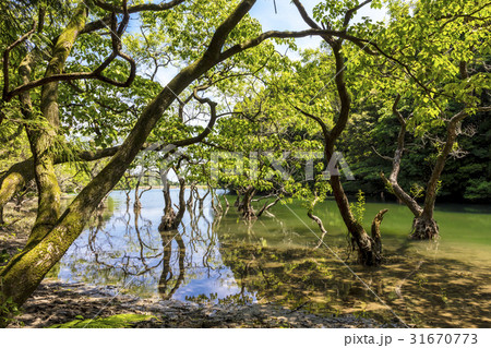 不動池 不動池 31670773