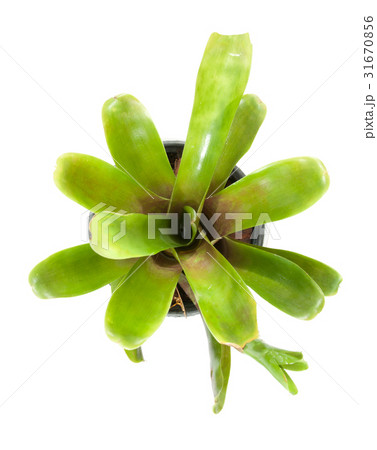 on top plant bromeliad latin aechmea fasciata 31670856