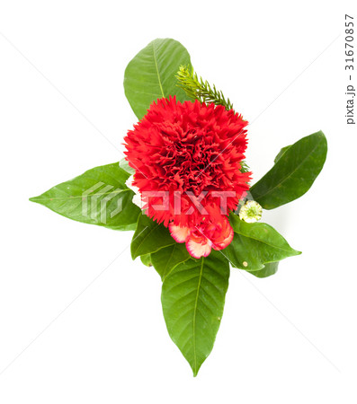 beautiful red carnations flower isolated 31670857