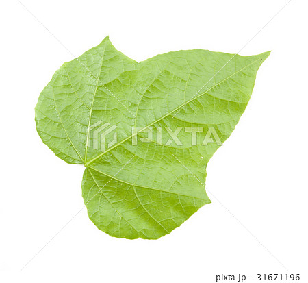 leaves isolated 31671196