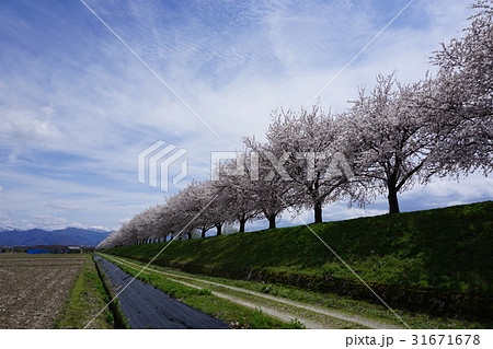 桜　 31671678