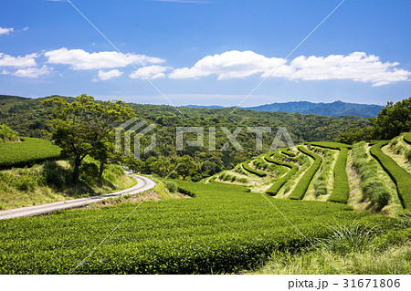 富貴茶園 31671806