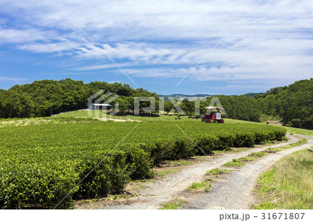 富貴茶園 31671807