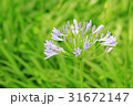 アガパンサス 31672147