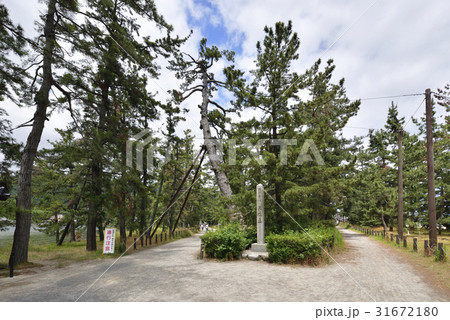 天橋立 遊歩道 天橋立石碑(京都府宮津市) 天橋立 遊歩道 天橋立石碑(京都府宮津市) 31672180