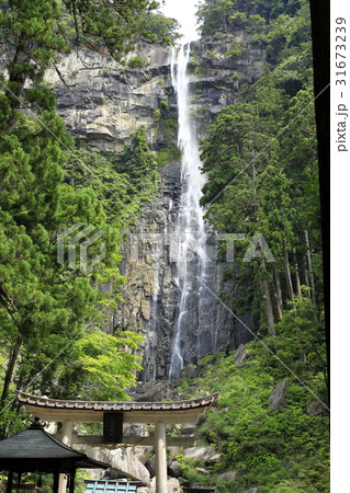 那智の滝 31673239