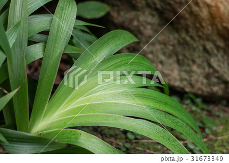 ornamental on the ground. ornamental on the ground. 31673349