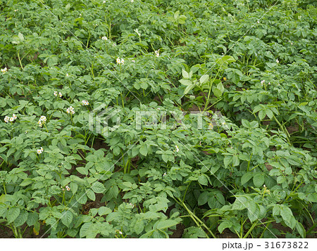 ジャガイモ畑　キタアカリ 31673822