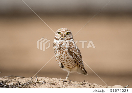 アナホリフクロウ アナホリフクロウ 31674023