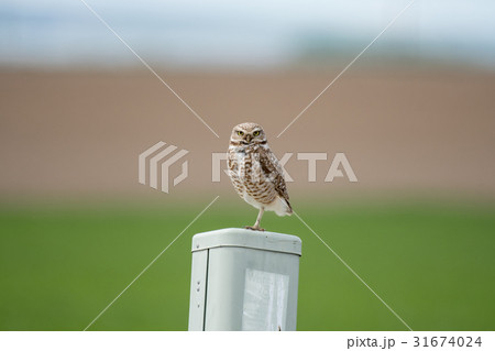 アナホリフクロウ アナホリフクロウ 31674024