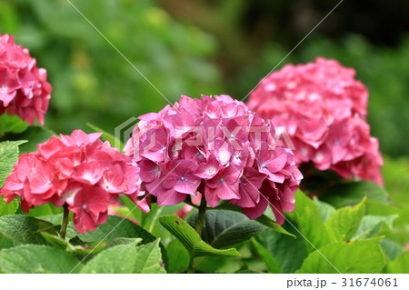 横須賀しょうぶ園のアジサイ 横須賀しょうぶ園のアジサイ 31674061