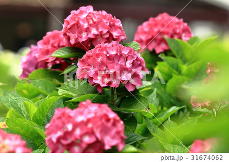横須賀しょうぶ園のアジサイ 31674062