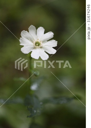 花 童子の花 野生の花 31674246