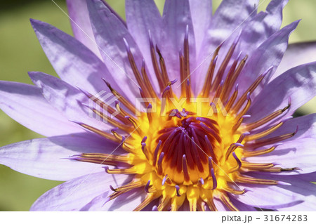 花 花芯 修練 31674283