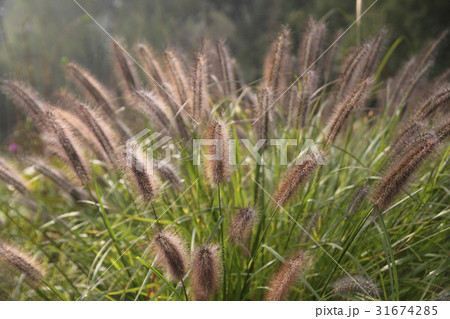 チカラシバ 植物 自然 31674285