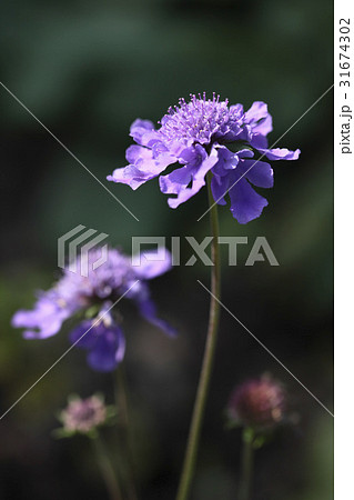 花 見よ ソルチェコト 31674302