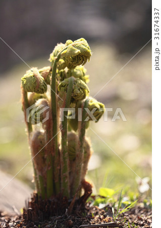 節目 植物 自然 31674337