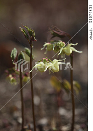 花 視グヨプチョ 野生の花 31674355