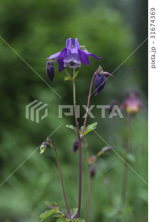 花 オダマキの花 野生の花 31674369