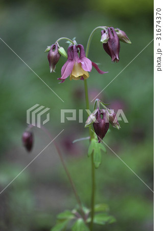 花 オダマキの花 野生の花 31674370