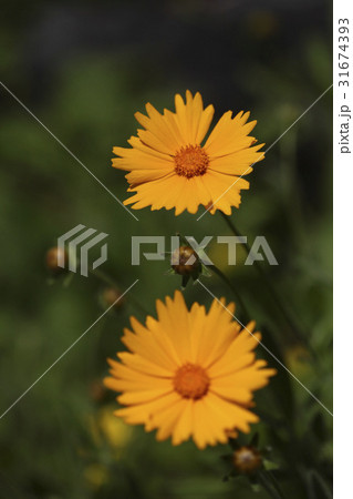 グムギェグク 花 植物 31674393