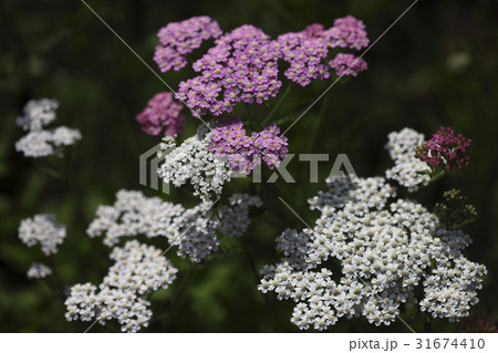 花 野生の花 クローズアップ 31674410