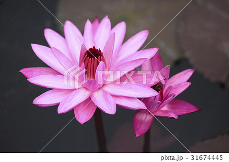 花 修練 池 31674445