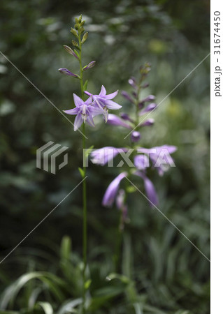 花 ビビチュ 野生の花 31674450