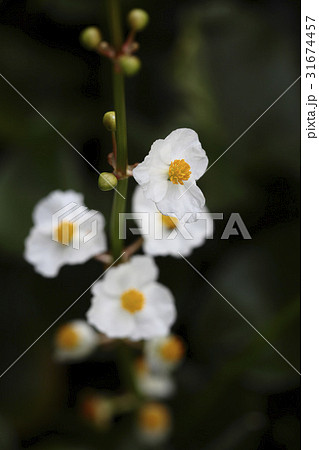 花 糸くず 野生の花 31674457