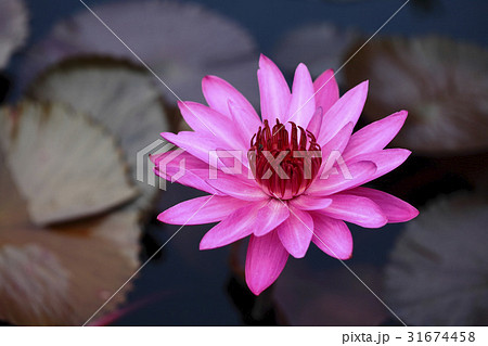 花 修練 池 31674458