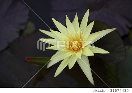 花 黄色 イエロー 31674459