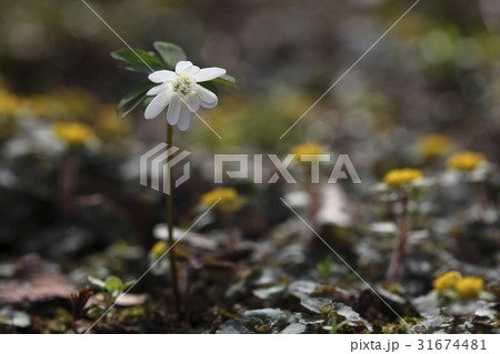 花 キジの風花 野生の花 31674481