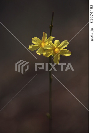 花 野生の花 迎春化 31674492