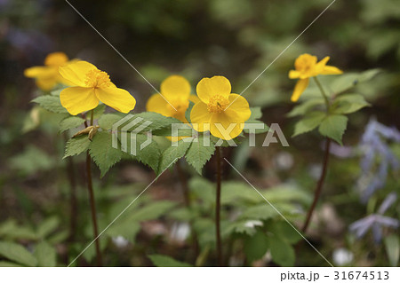 花 野生の花 クローズアップ 31674513