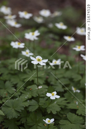 花 野生の花 クローズアップ 31674519