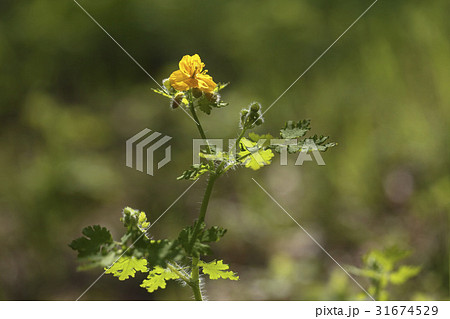花 クサノオウ 野生の花 31674529