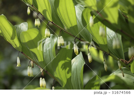 花 ヅングルレ 野生の花 31674566