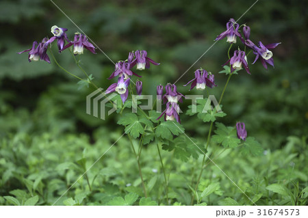 花 オダマキの花 野生の花 31674573