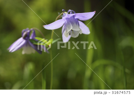 花 オダマキの花 野生の花 31674575