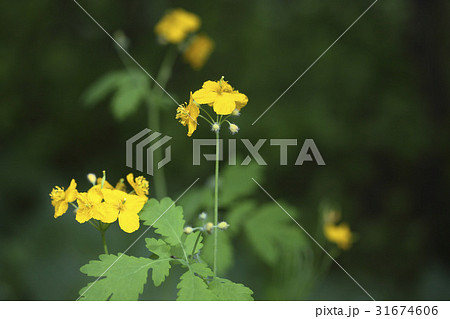 花 クサノオウ 野生の花 31674606