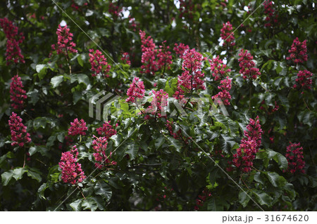 花 野生の花 トチノキ 31674620