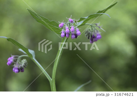 花 野生の花 ヒレハリソウ 31674621