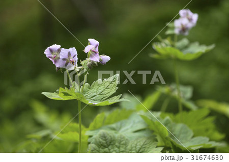 花 野生の花 クローズアップ 31674630
