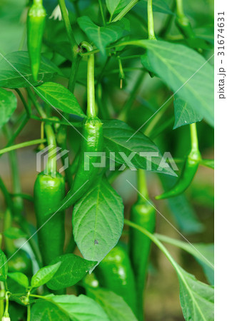 green pepper plants in growth at vegetable garden 31674631