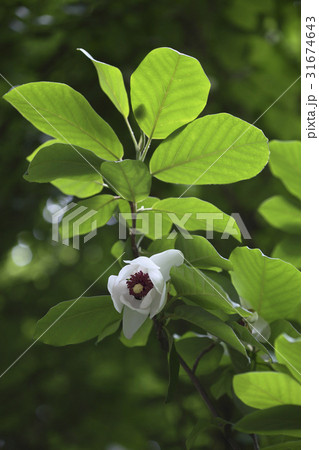 花 野生の花 クローズアップ 31674643