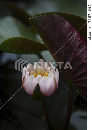 花 修練 蓮の葉 31674697