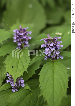 花 野生の花 育った超 31674704