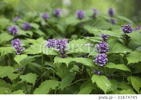 花 野生の花 育った超 31674705