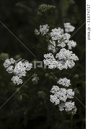 花 野生の花 クローズアップ 31674717