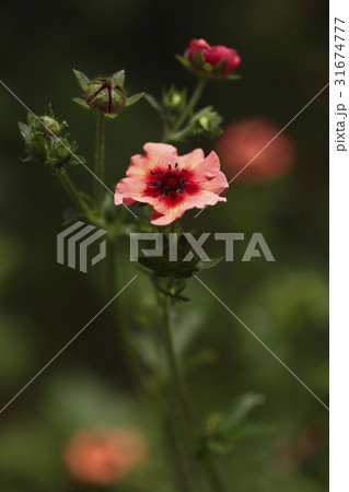 花 野生の花 クローズアップ 31674777